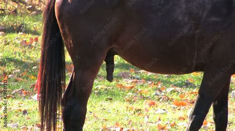 nude horse|Horse boner is looking so tasty for me